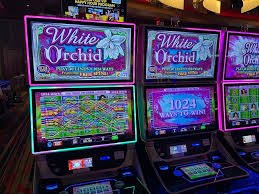 Dashboard qq77bet menampilkan Cambodia Pools dan pilihan permainan lainnya
